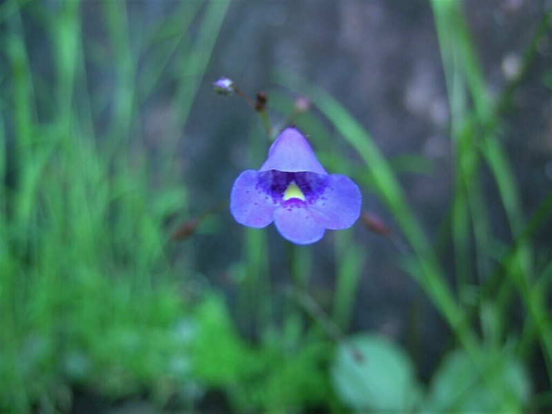 Lindernia thyridostoma photo 2