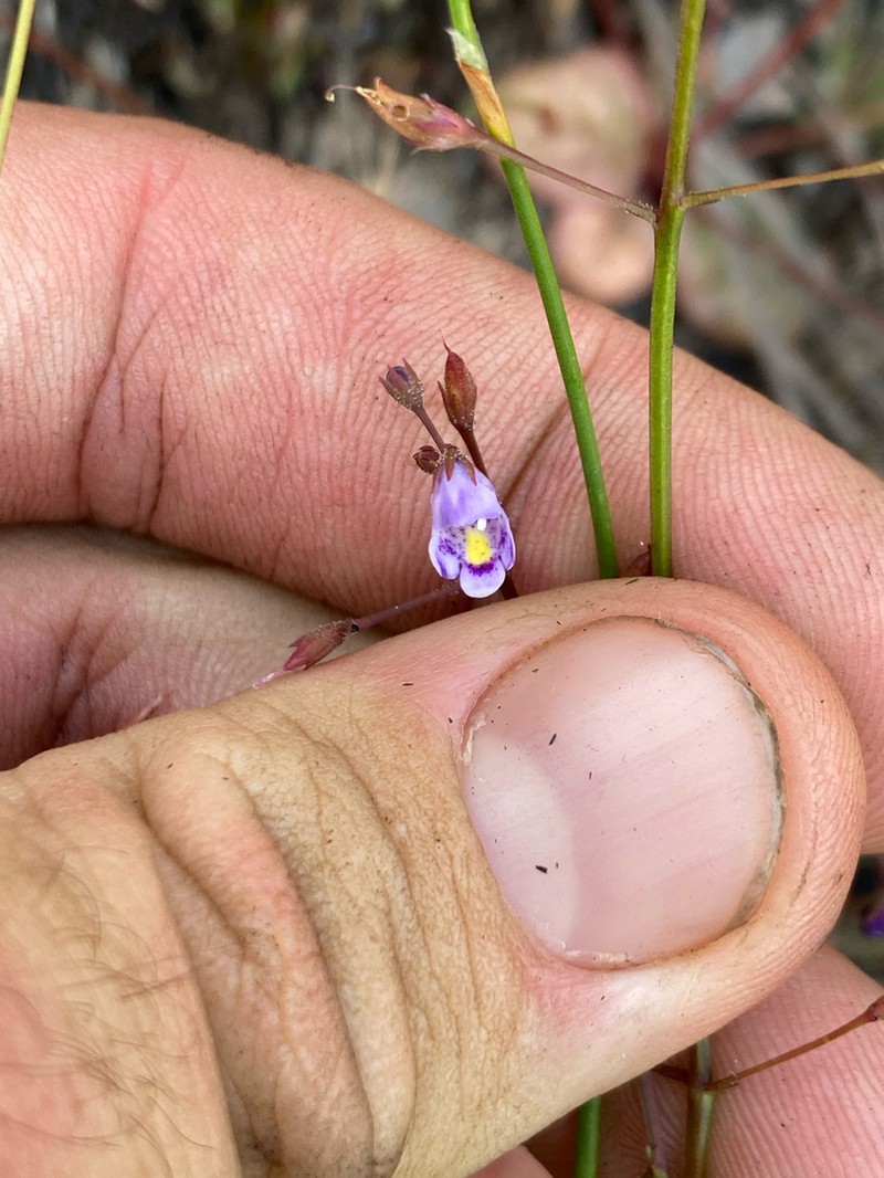 Lindernia thyridostoma photo 3