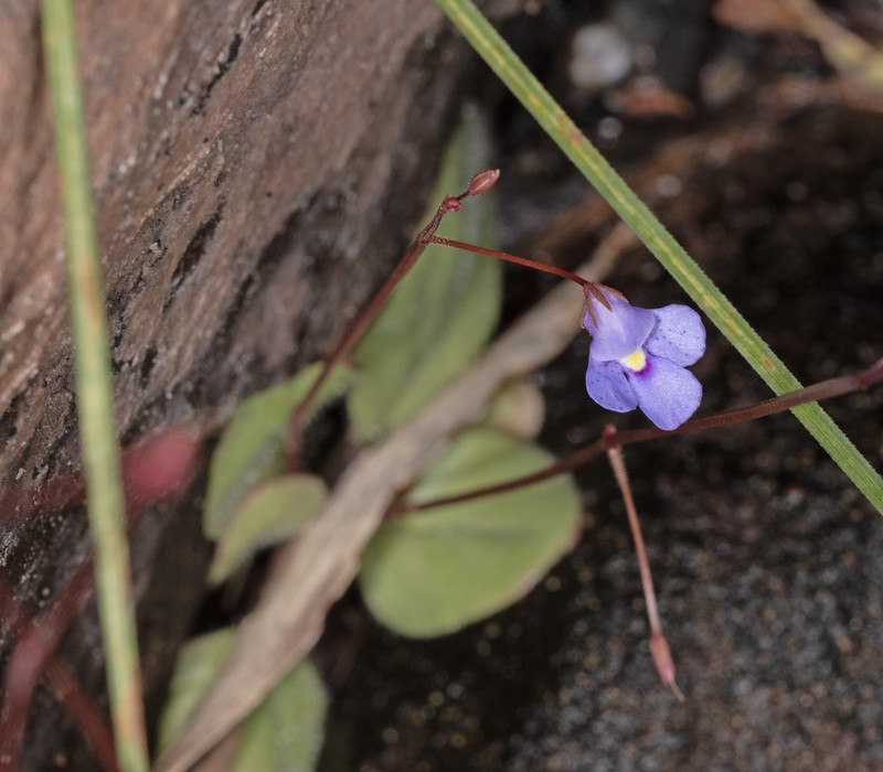 Lindernia thyridostoma photo 4