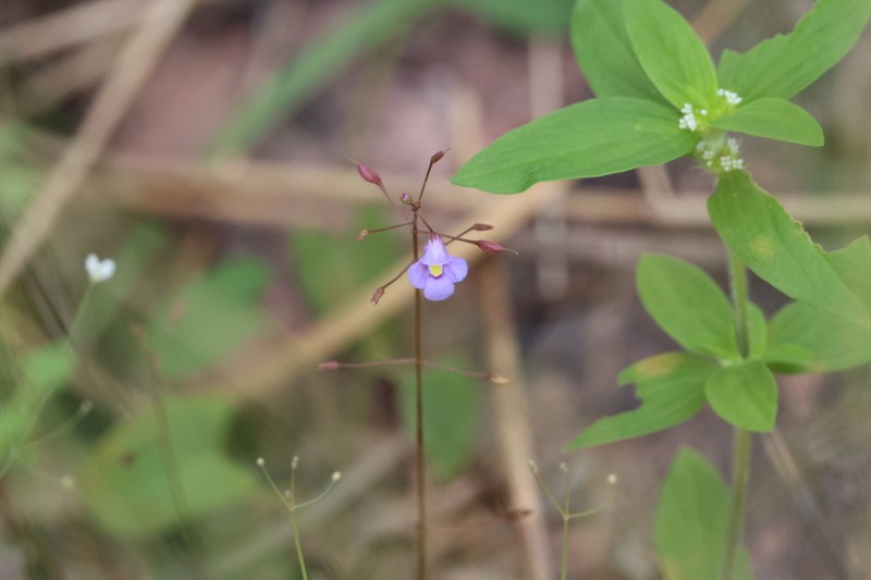 Lindernia thyridostoma photo 5