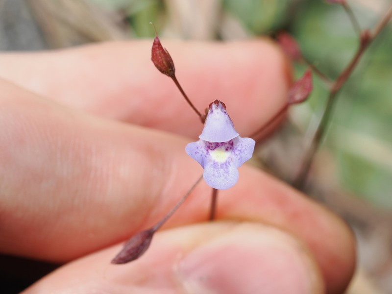 Lindernia thyridostoma photo 6
