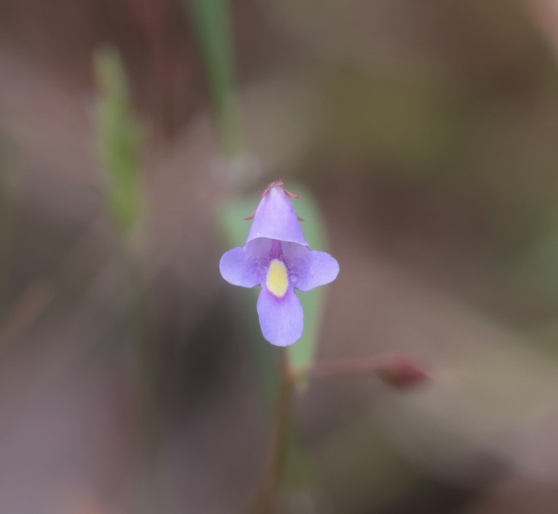 Lindernia thyridostoma photo 7
