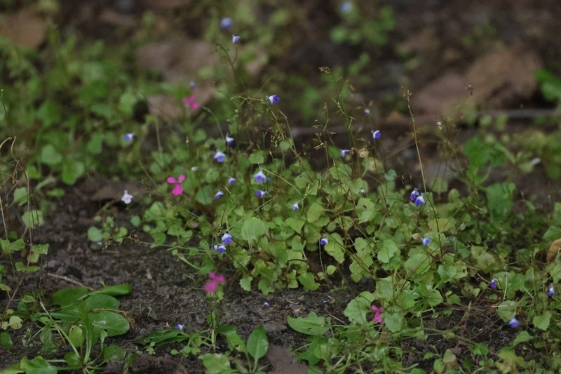 Lindernia venustula