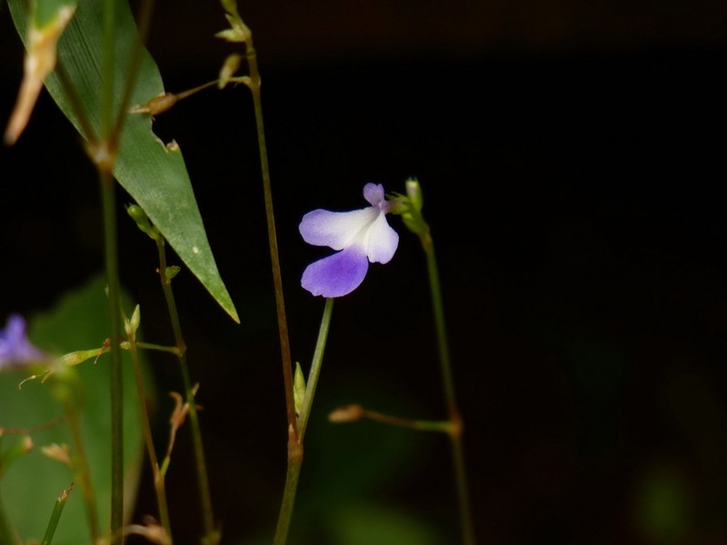 Lindernia venustula photo 2
