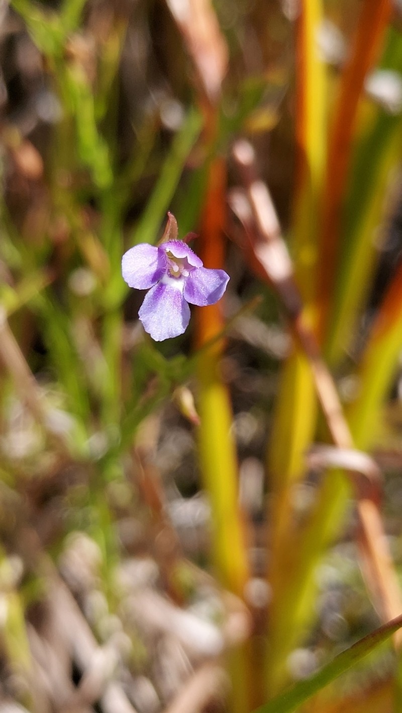 Lindernia yarun