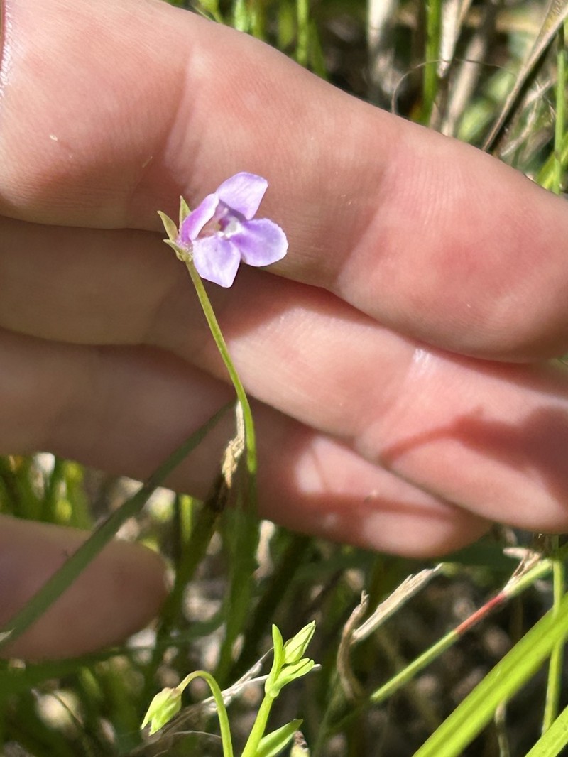 Lindernia yarun photo 2