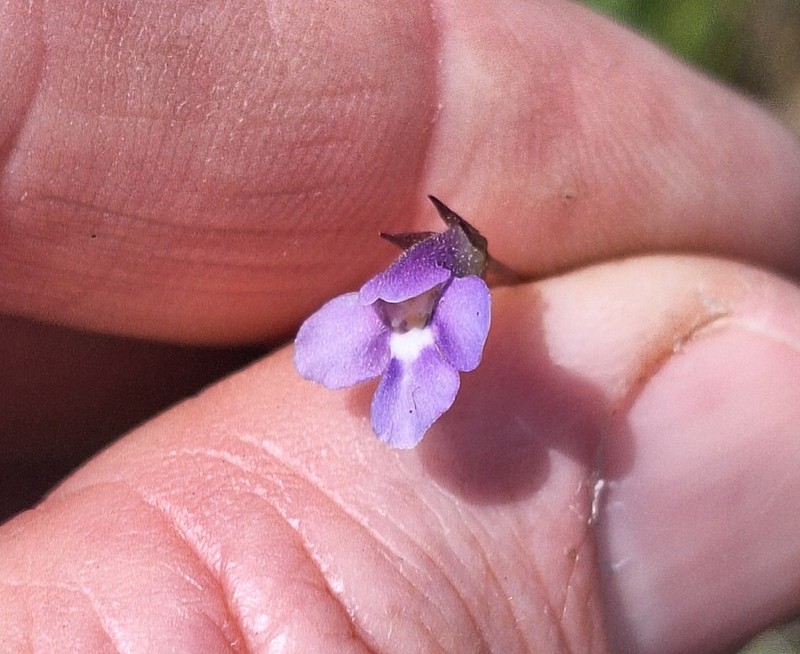 Lindernia yarun photo 3