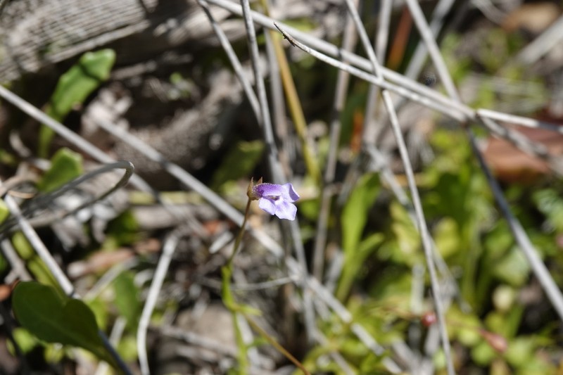 Lindernia yarun photo 5