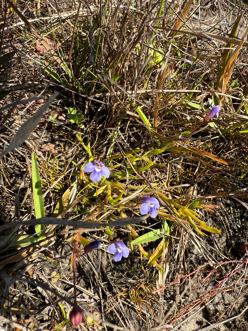 Lindernia yarun photo 6