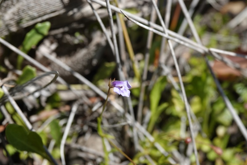 Lindernia yarun photo 8