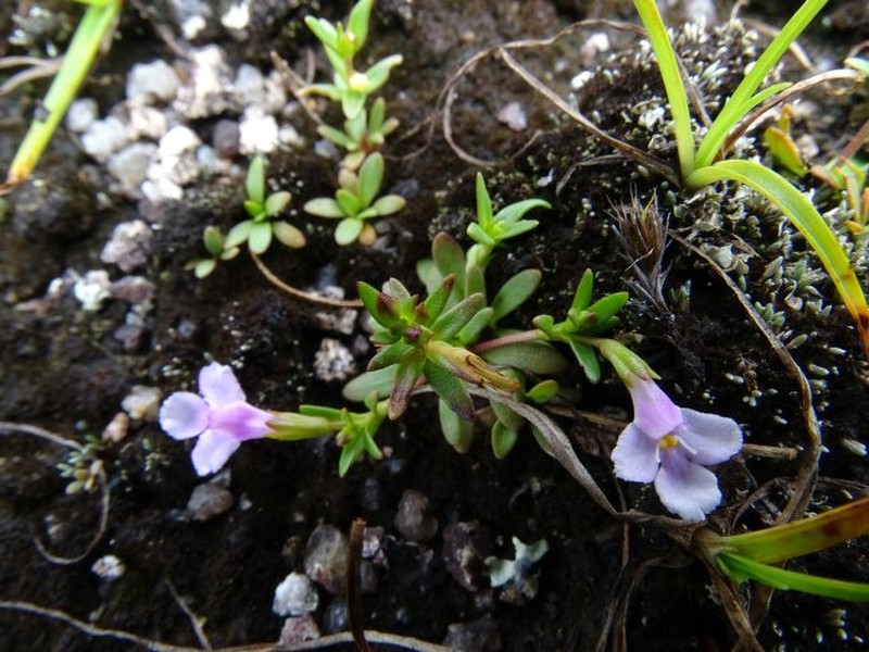 Linderniella porembskii