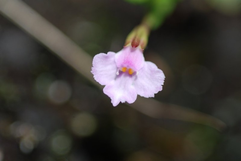 Linderniella porembskii photo 2