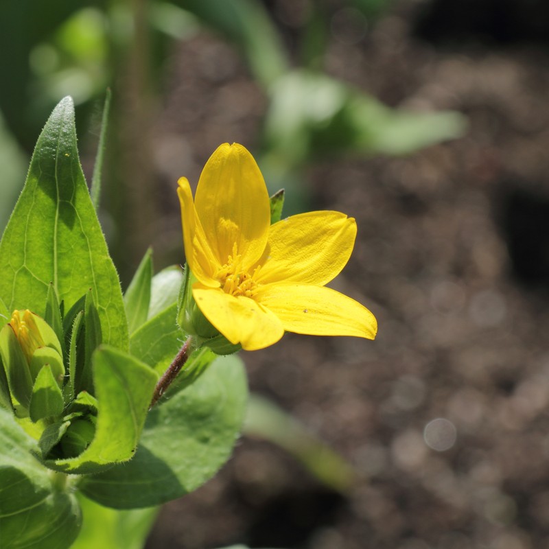 Texas Yellowstar photo 4