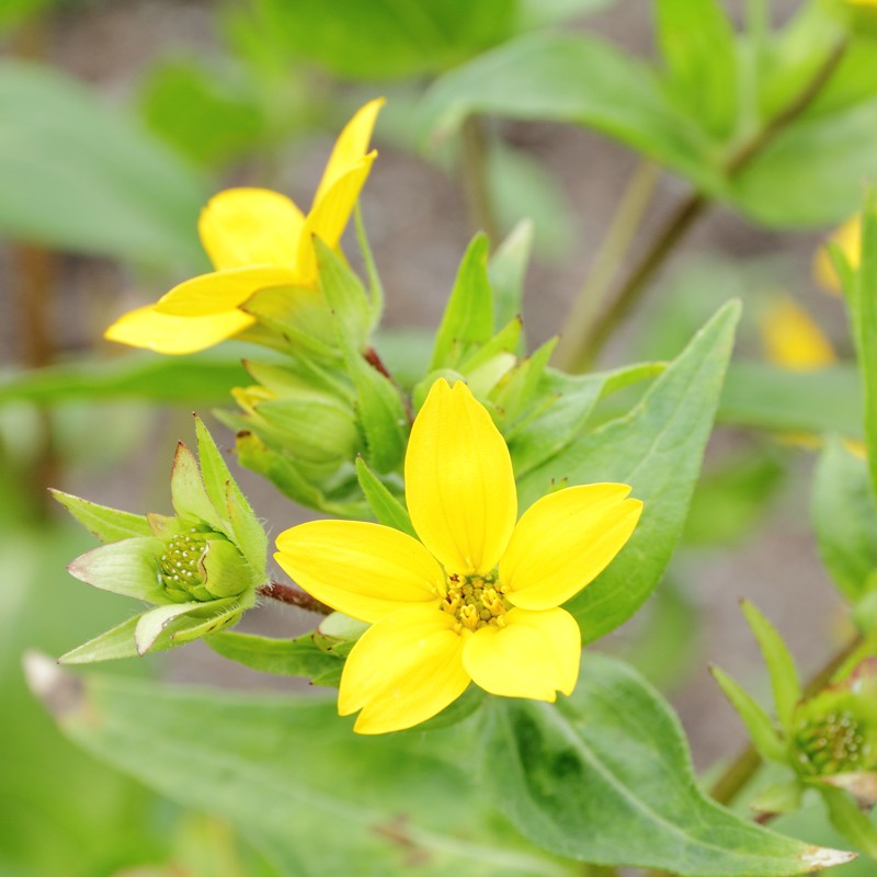 Texas Yellowstar photo 5