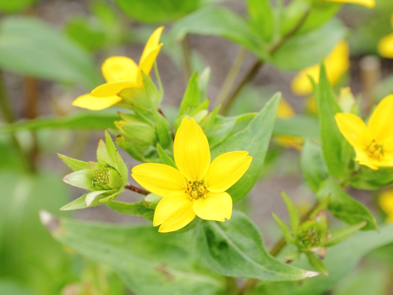 Texas Yellowstar photo 6