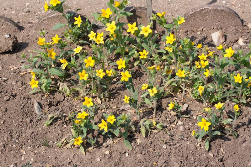 Texas Yellowstar photo 7