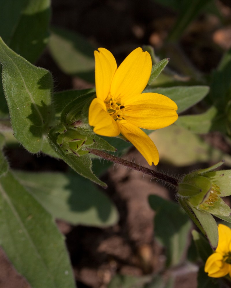 Texas Yellowstar photo 2