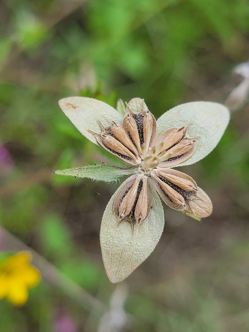 Texas Yellowstar photo 3