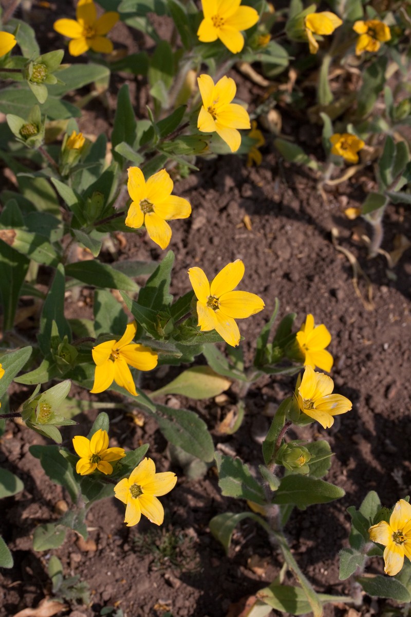 Texas Yellowstar