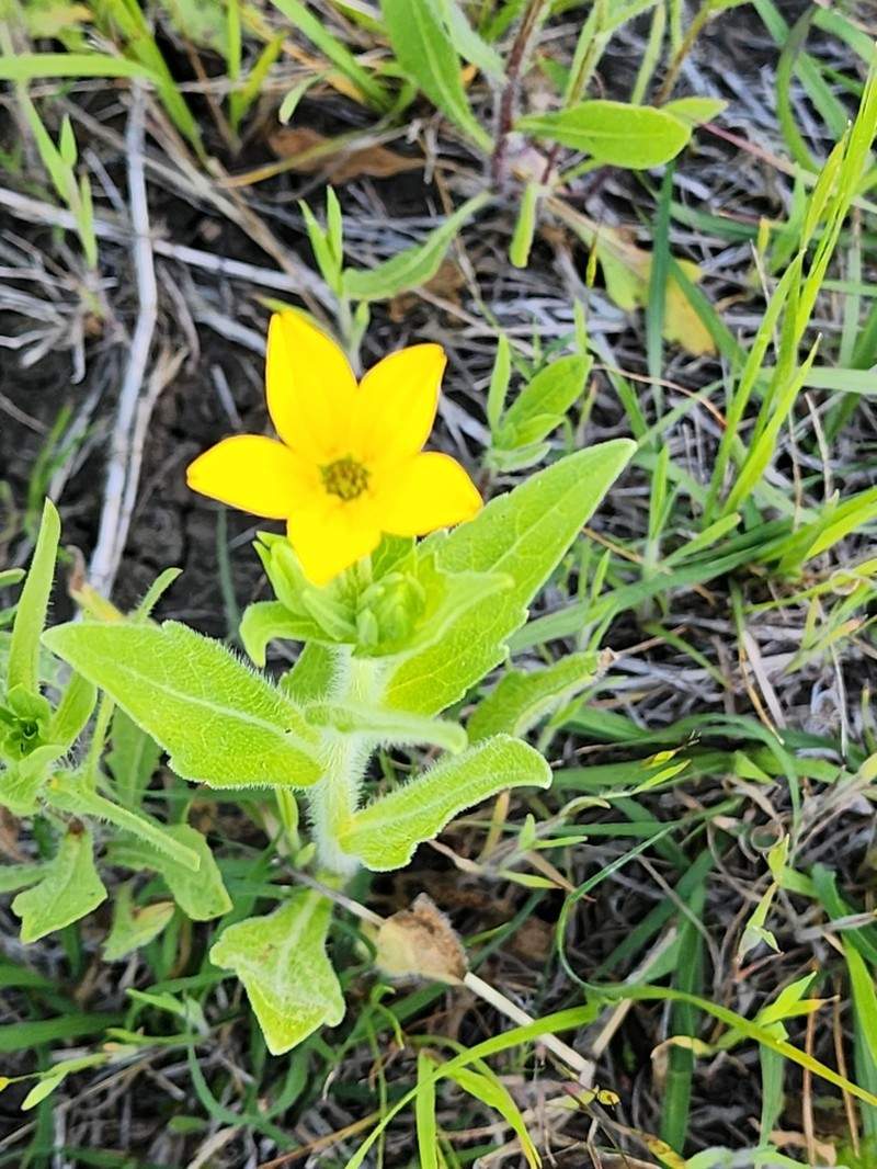 Texas Yellowstar photo 3