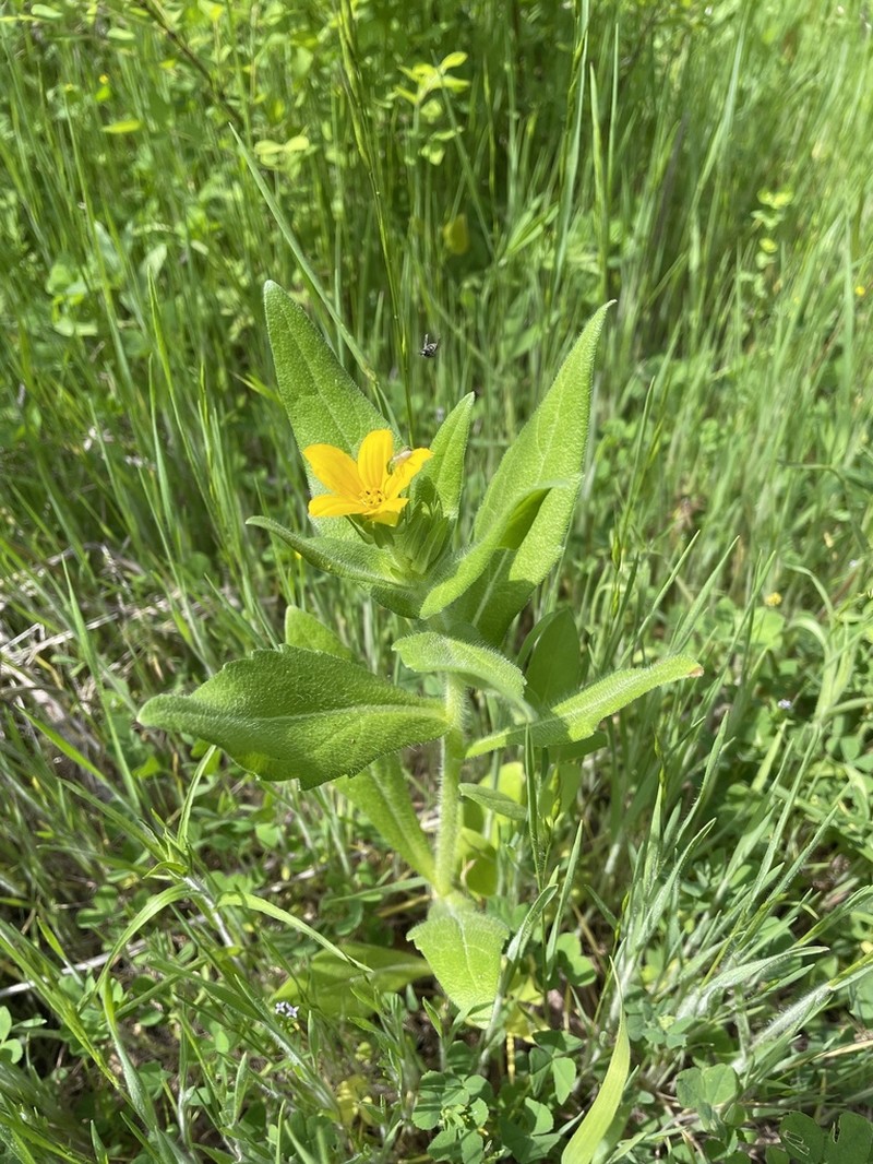 Texas Yellowstar photo 4