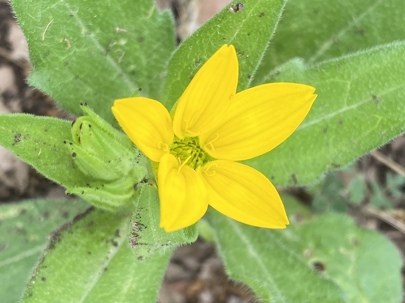 Texas Yellowstar photo 5
