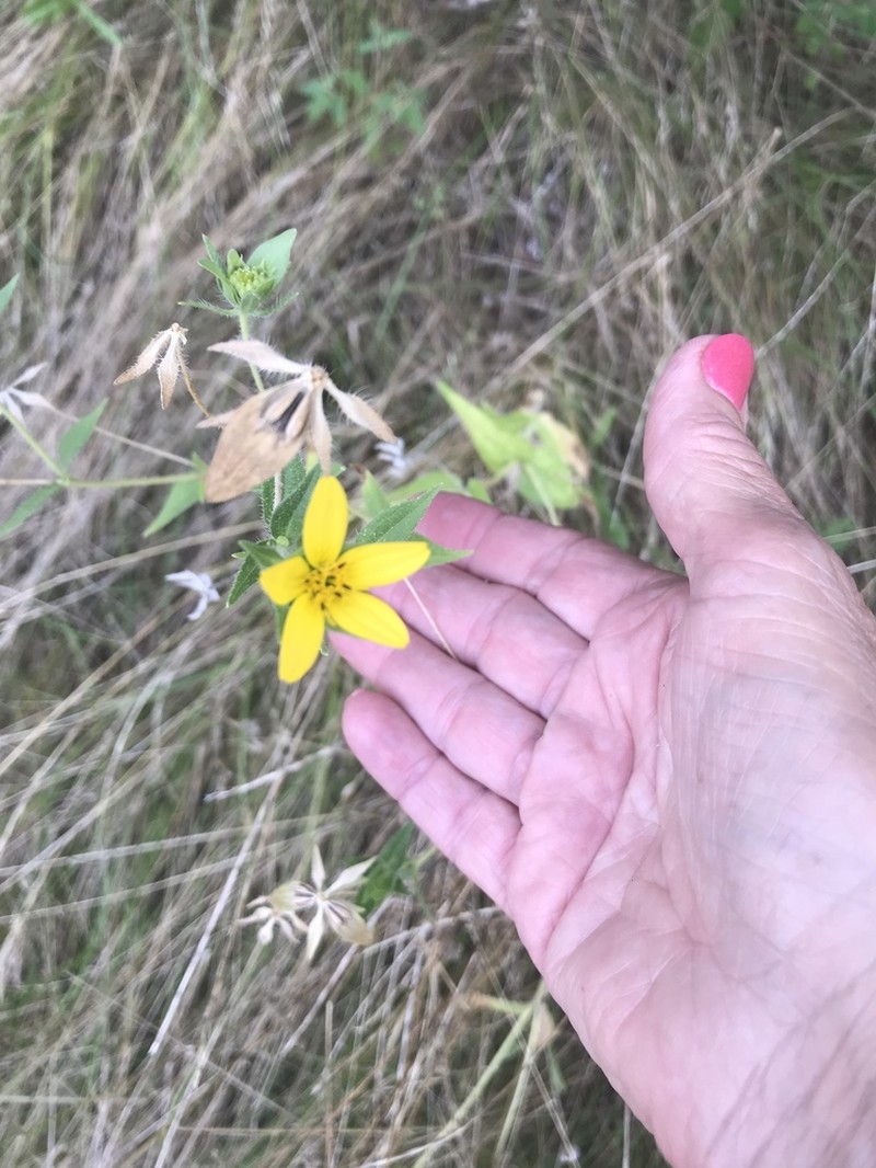 Texas Yellowstar photo 6