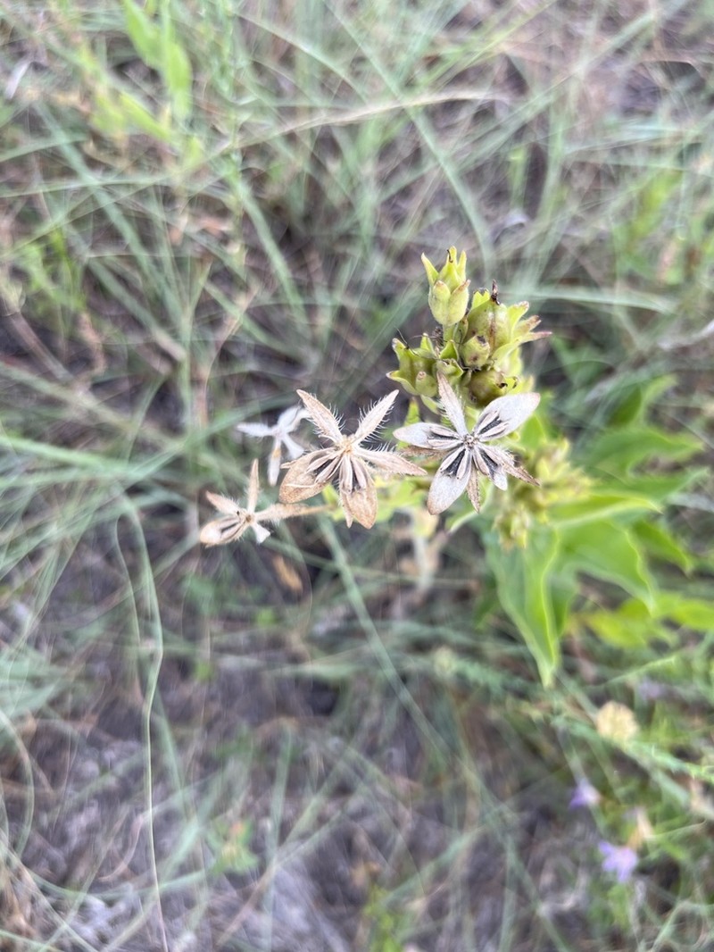 Texas Yellowstar photo 7