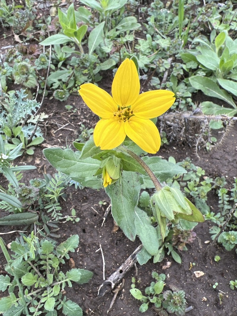 Texas Yellowstar photo 8