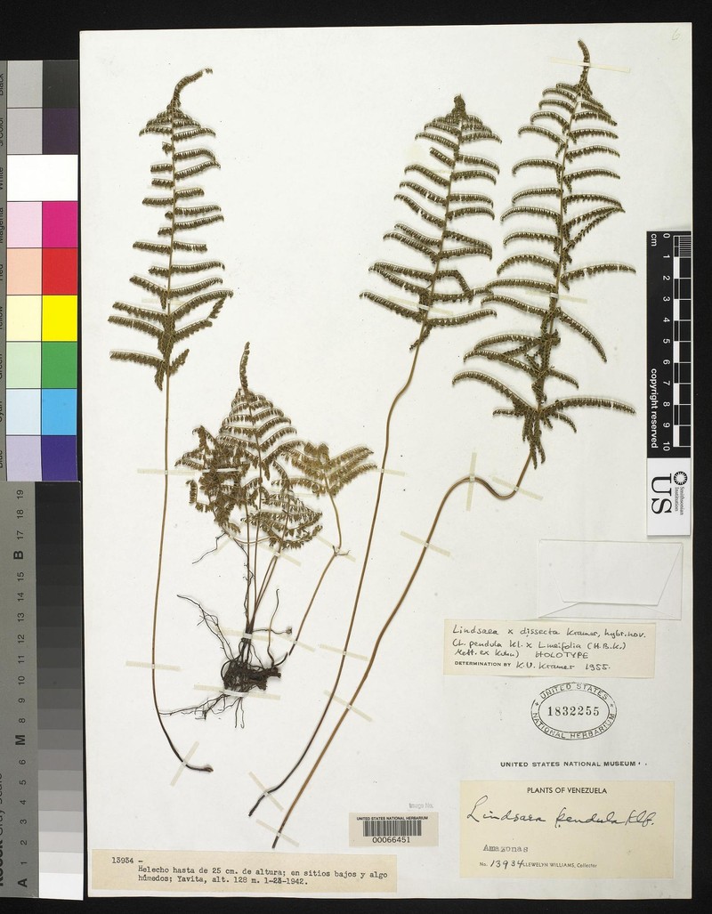 Lindsaea × dissecta