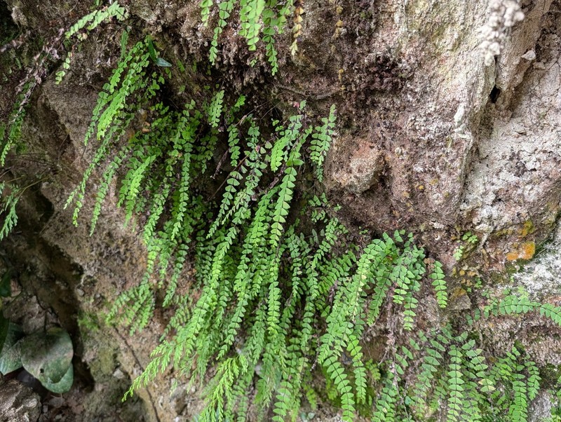 Lindsaea adiantoides photo 2