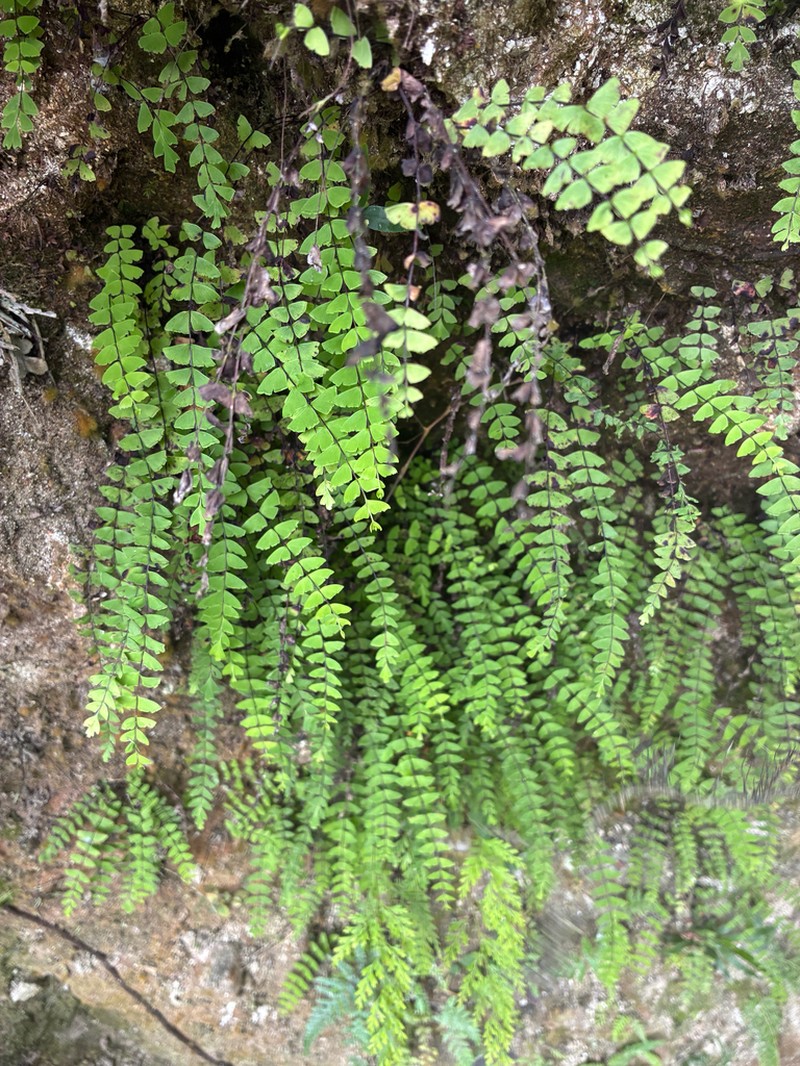 Lindsaea adiantoides photo 3