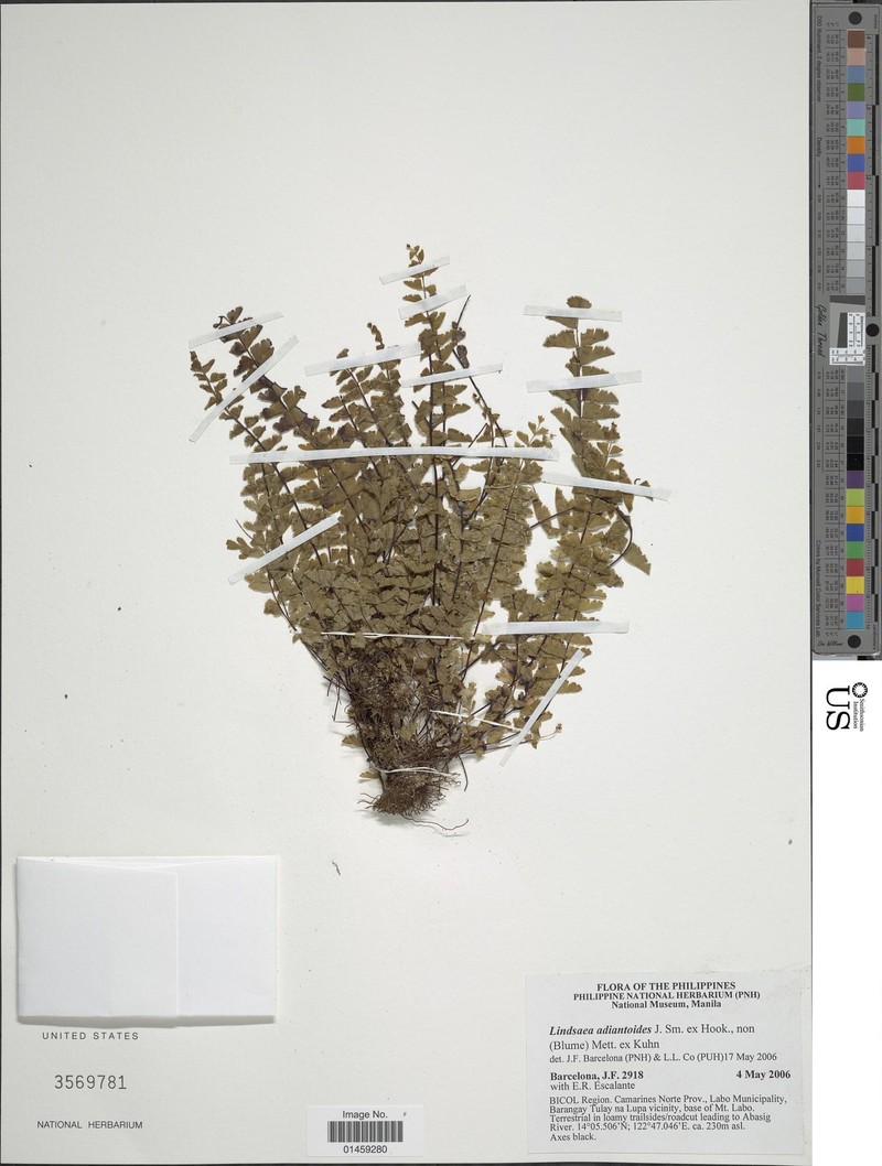 Lindsaea adiantoides photo 4