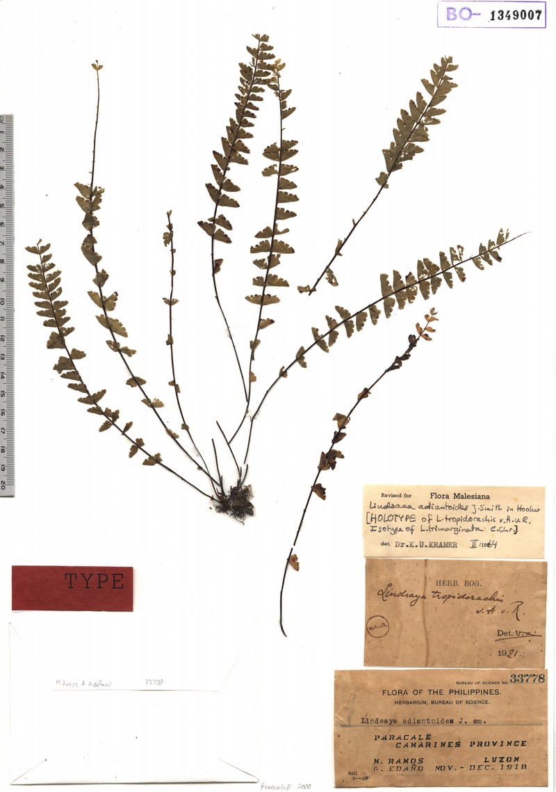 Lindsaea adiantoides photo 5