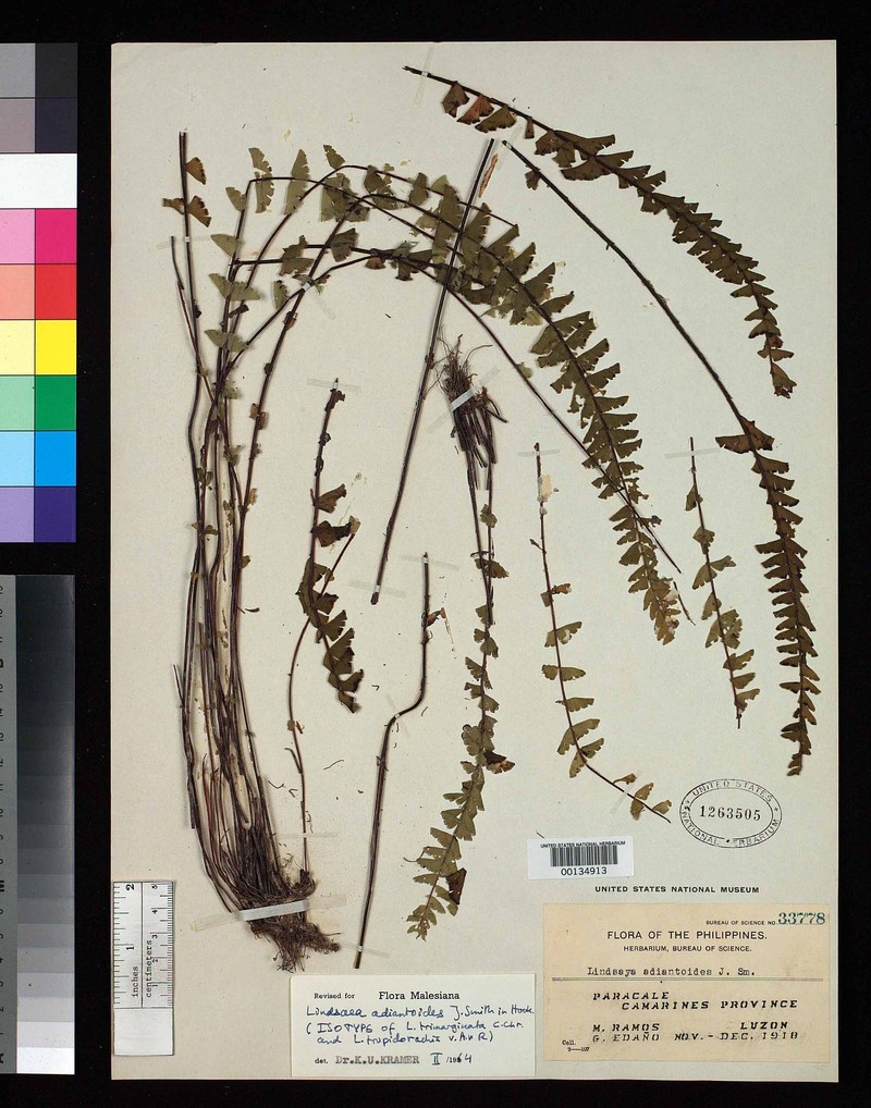 Lindsaea adiantoides