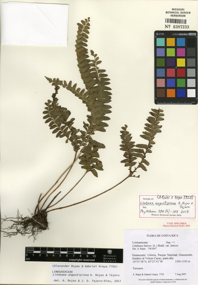 Lindsaea angustipinna