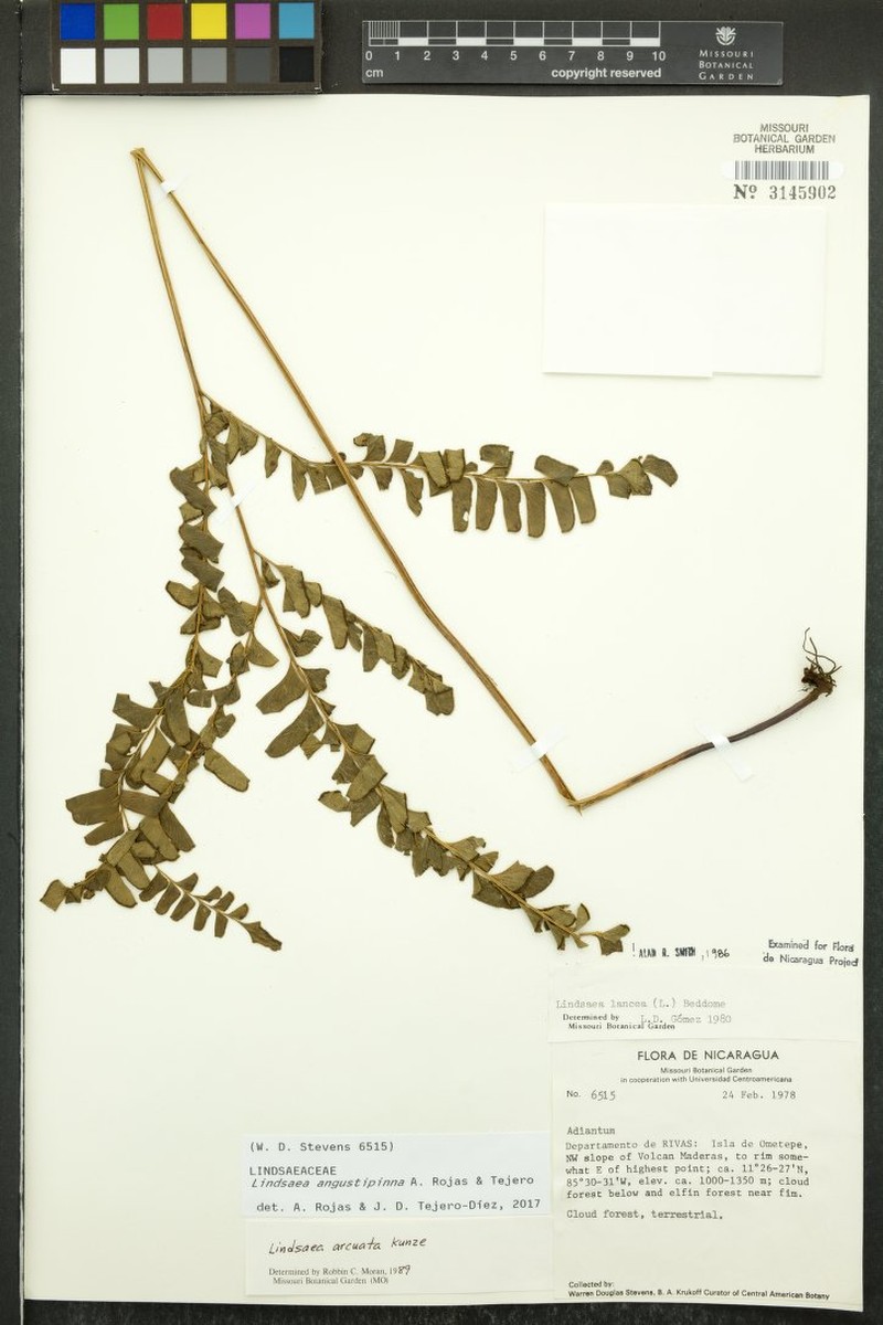 Lindsaea angustipinna photo 2