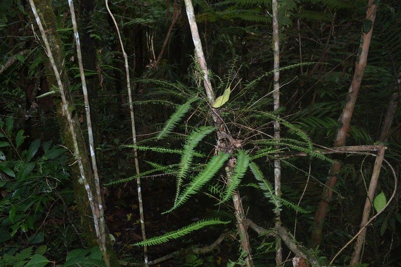 Lindsaea apoensis