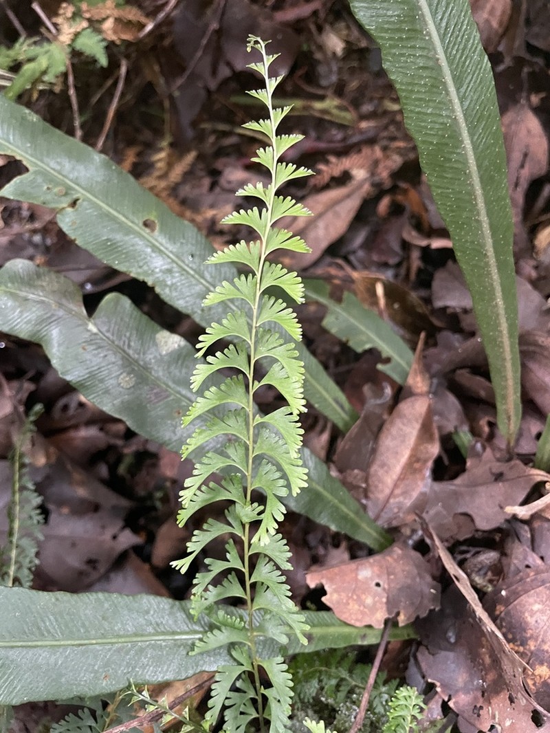 Lindsaea apoensis photo 2
