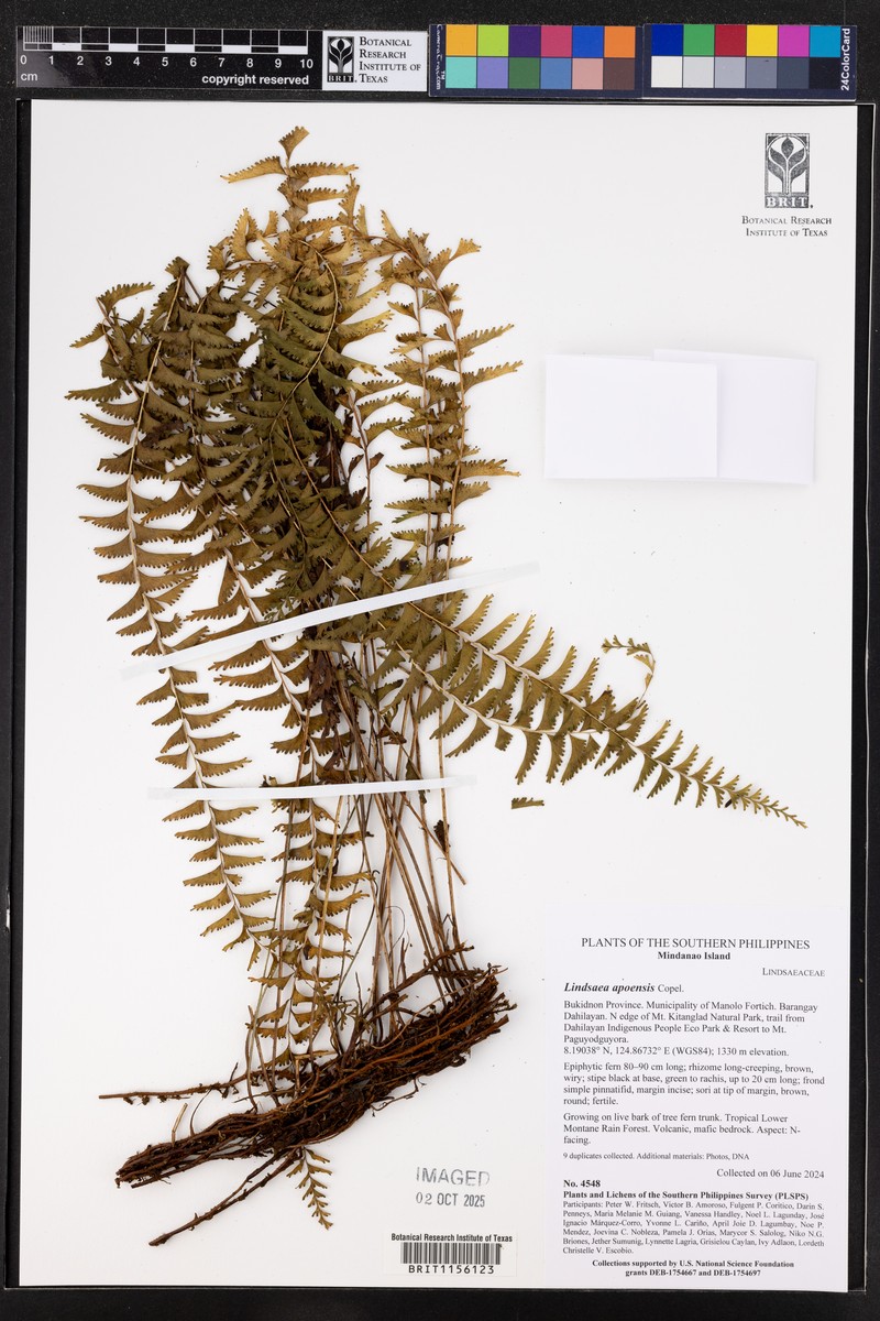 Lindsaea apoensis photo 4