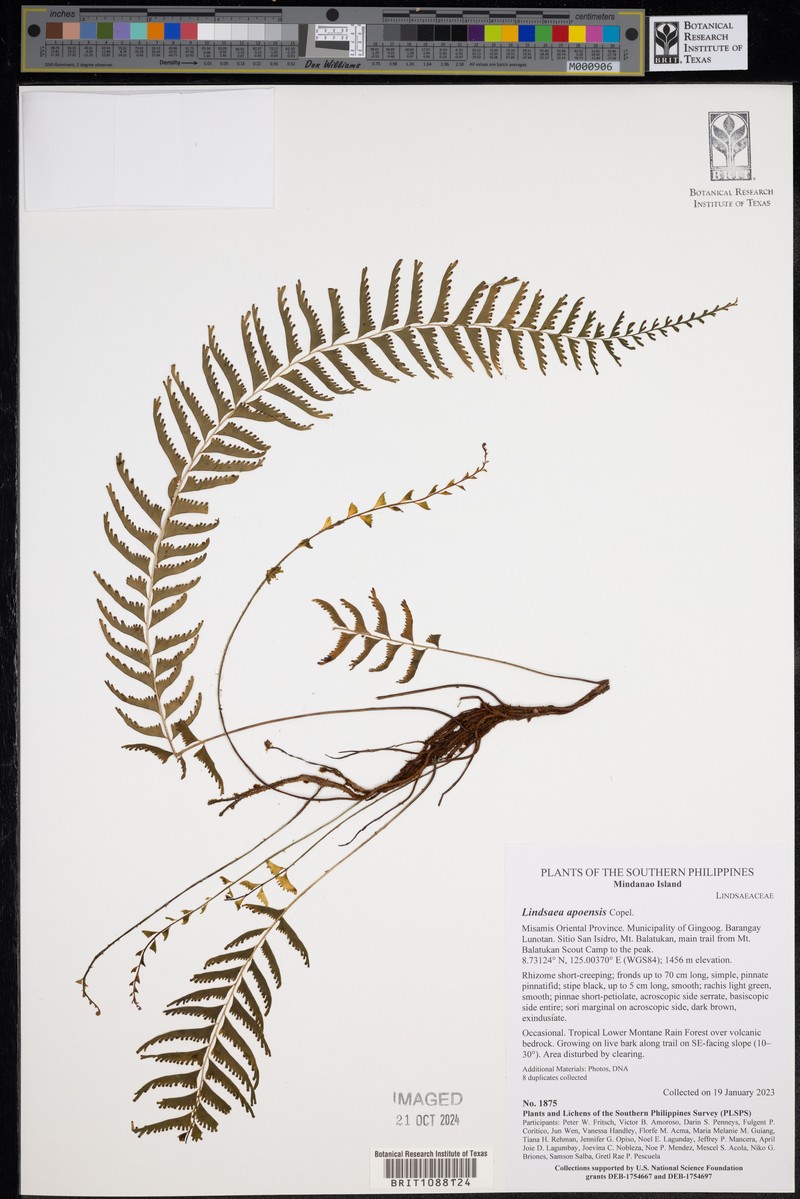 Lindsaea apoensis photo 5