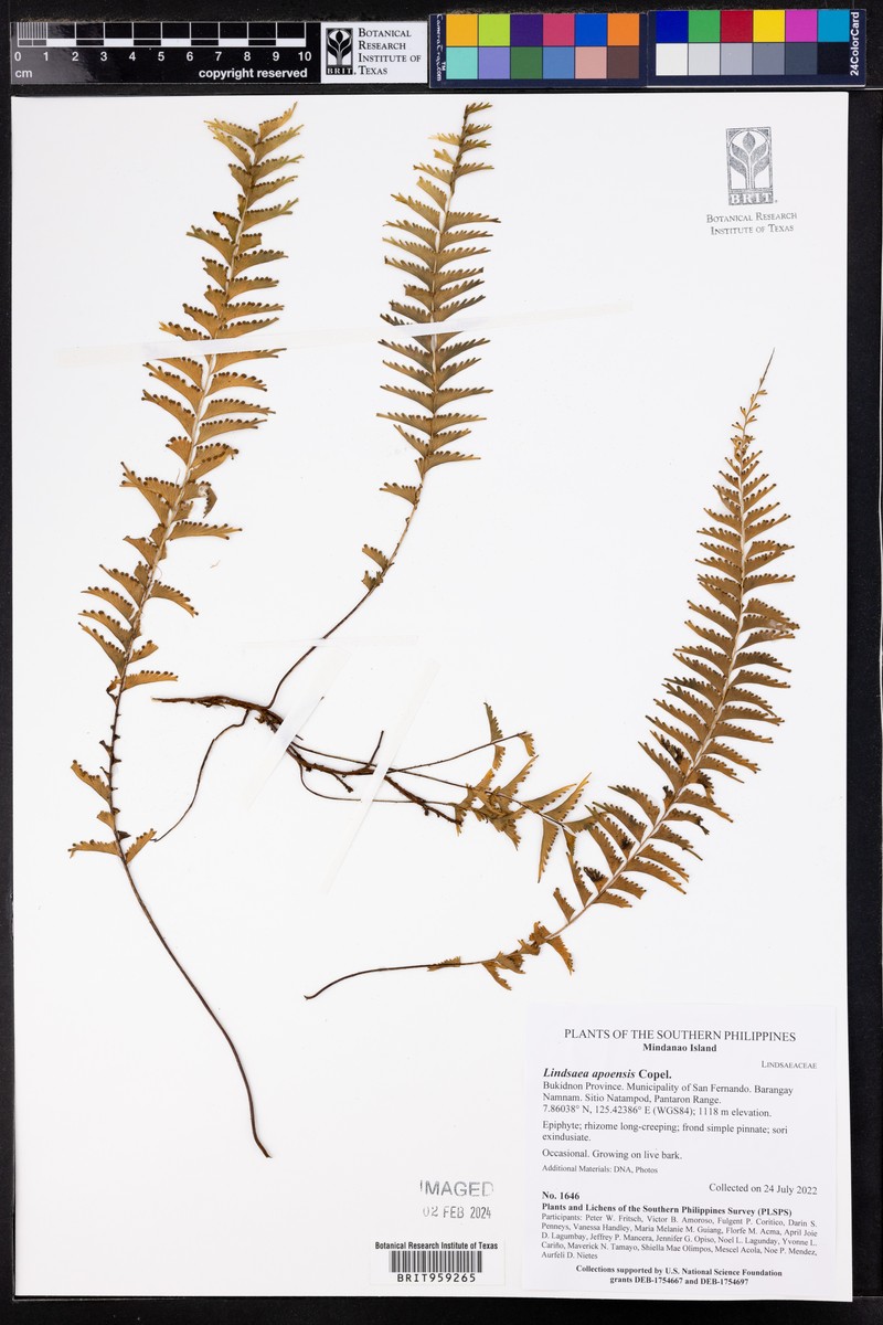 Lindsaea apoensis photo 6