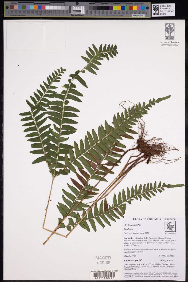Lindsaea arcuata