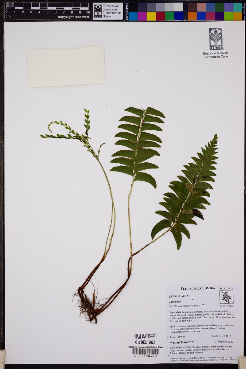 Lindsaea arcuata photo 2