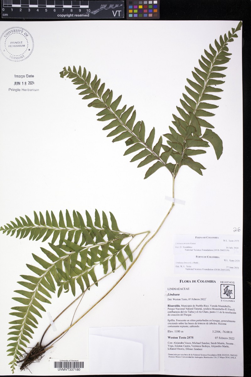 Lindsaea arcuata photo 3
