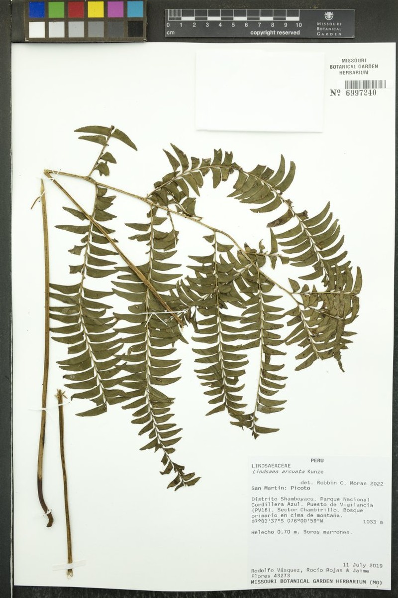Lindsaea arcuata photo 4