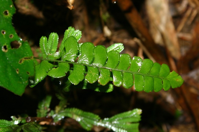 Lindsaea austrosinica