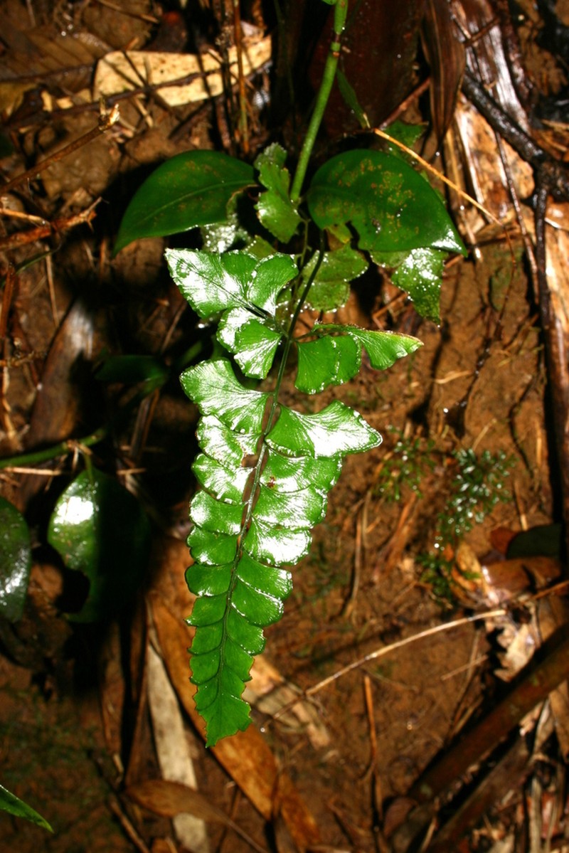 Lindsaea austrosinica photo 2