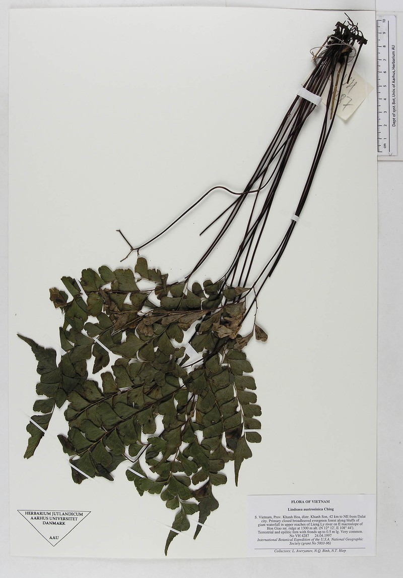 Lindsaea austrosinica photo 3