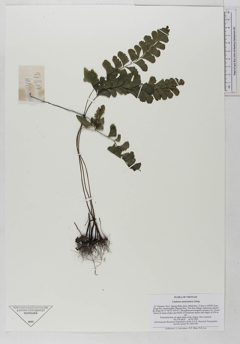Lindsaea austrosinica photo 4